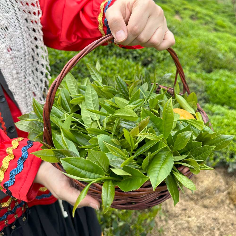 از برگ تازه تا تی‌بگ؛ نگاهی به فرآیند تولید چای کیسه‌ای مدرن