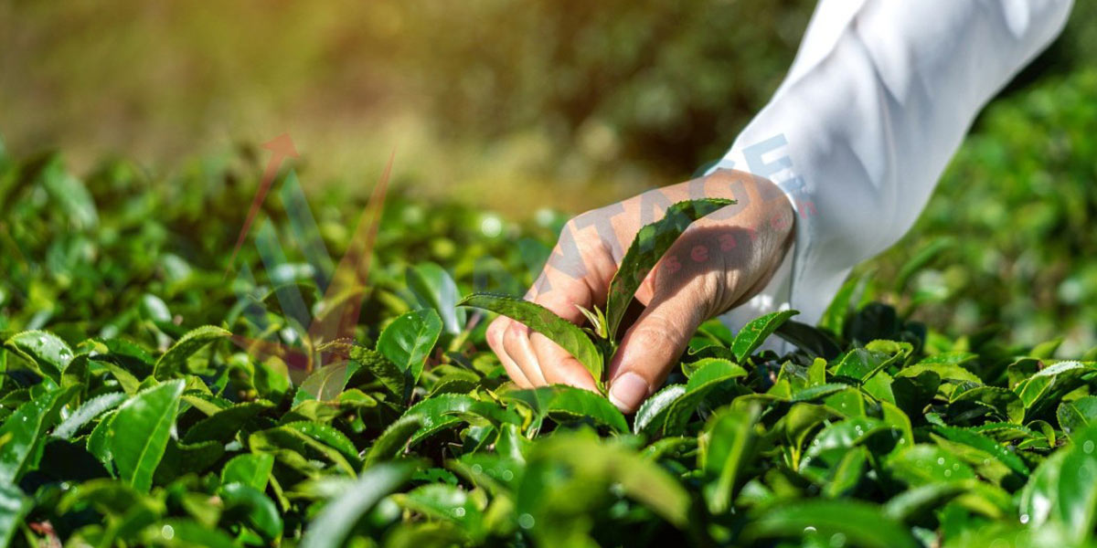 فرآیند تولید چای کیسه‌ای